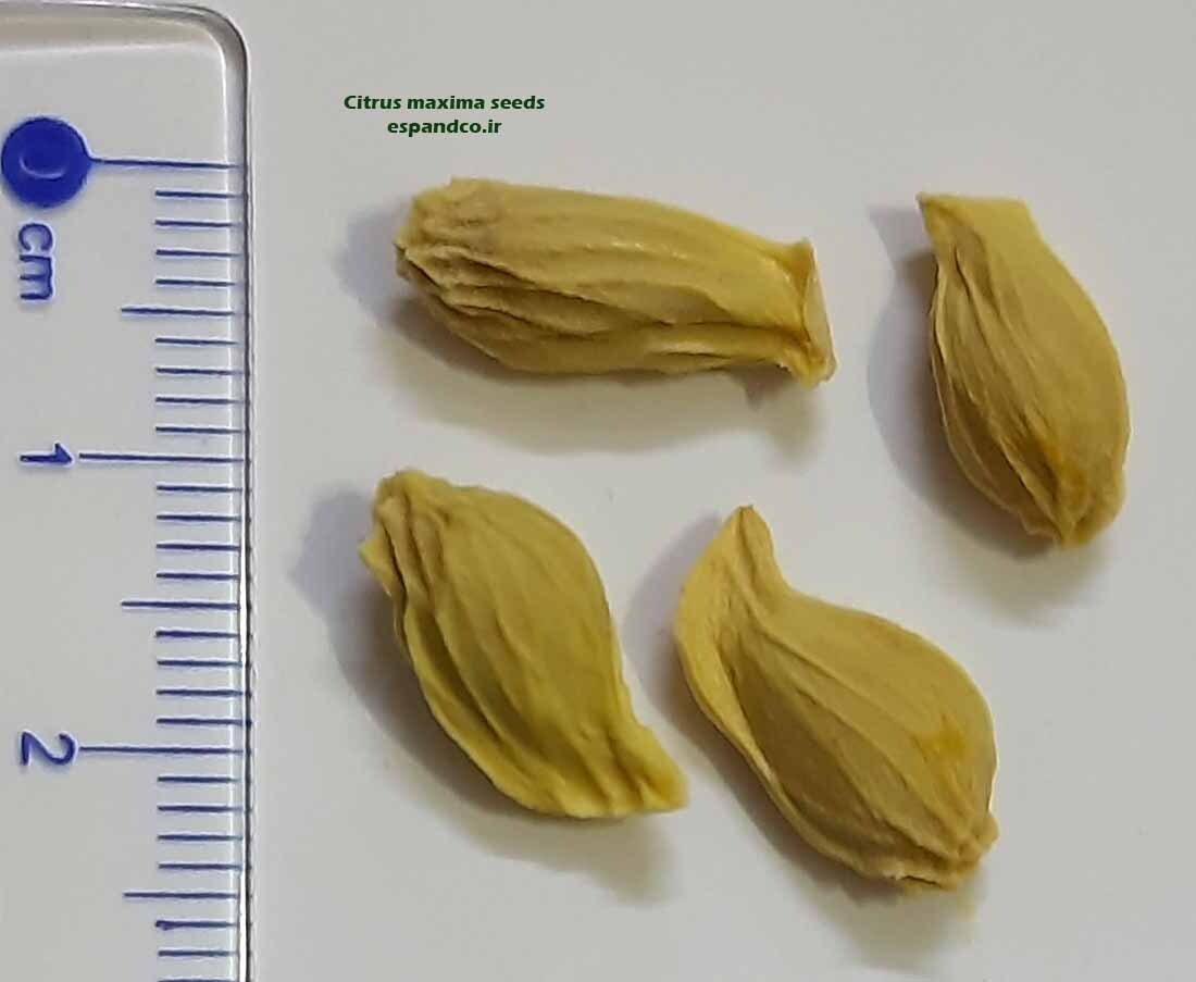  Citrus maxima seeds 